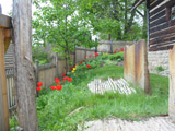 Tulipány v předzahrádce