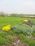 Tulipány