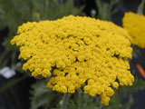 Achillea filipendula