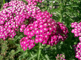 Achillea millefolium