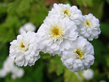 Achillea ptarmica