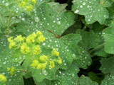 Alchemilla mollis