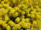 Alyssum saxatile