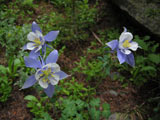 Aquilegia caerulea