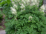 Aruncus dioicus