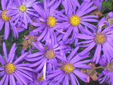 Aster amellus