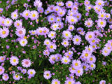 Aster dumosus