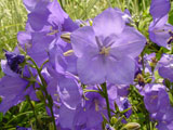 Campanula carpatica