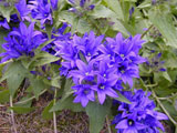 Campanula glomerata