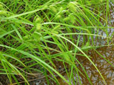 Carex lurida