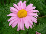 Chrysanthemum coccineum