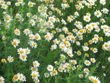 Chrysanthemum leucanthemum