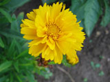 Coreopsis grandiflora