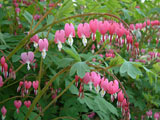 Dicentra spectabilis