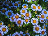 Erigeron glaucus