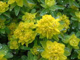 Euphorbia polychroma