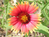 Gaillardia aristata