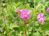 Geranium macrorrhizum