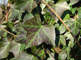 Hedera helix