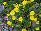 Helianthemum nummularium