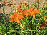 Hemerocallis fulva