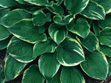 Hosta fortunei