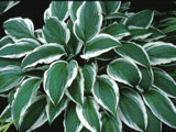 Hosta „Ginko Craig“