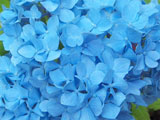 Hydrangea macrophylla