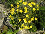 Hypericum olympicum