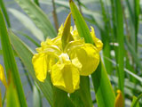 Iris pseudacorus