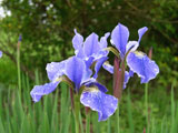 Iris sibirica