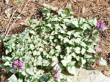 Lamium maculatum „Argenteum“