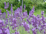 Lavandula angustifolia