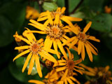 Ligularia dentata