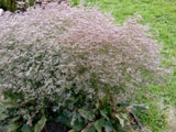 Limonium latifolium