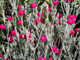 Lychnis coronaria