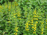 Lysimachia punctata