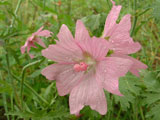 Malva moschata