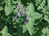 Nepeta x faassenii