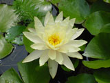 Nymphaea sp.