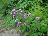 Origanum vulgare