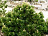 Pinus mugo „Gnom“