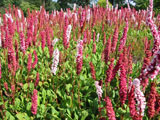 Persicaria affinis „Darjeeling Red“ (Polygonum affine)