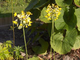 Primula florindae