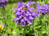 Prunella grandiflora