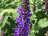 Salvia nemorosa