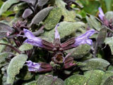 Salvia officinalis „Purpurascens“