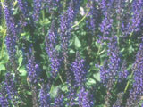 Salvia officinalis „Variegata“