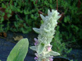 Stachys lanata