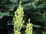 Verbascum olympicum